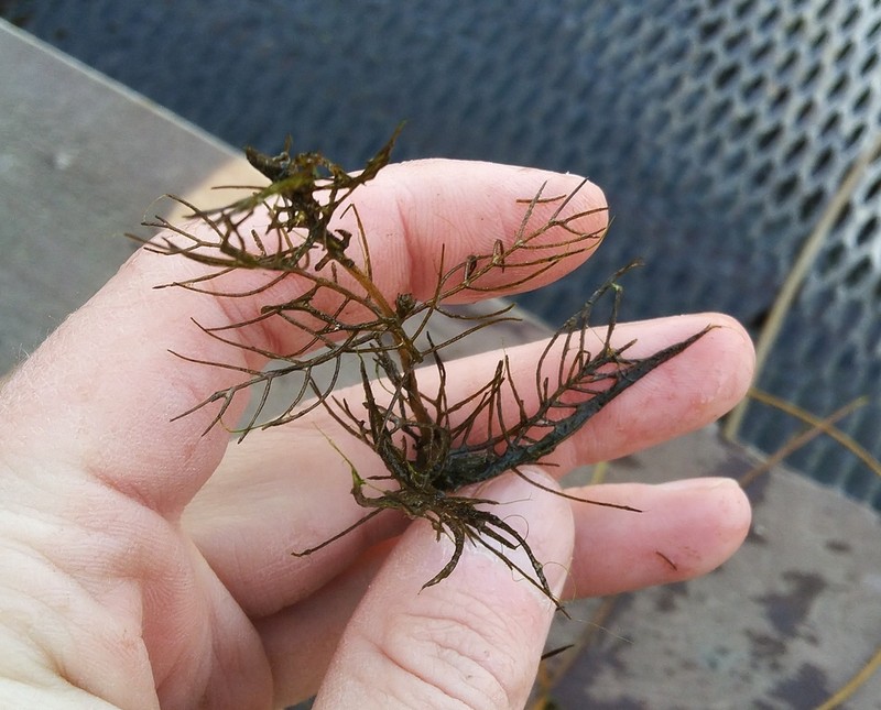 Shortspike Watermilfoil photo 8