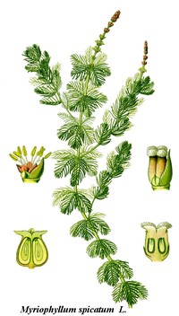 Eurasian Watermilfoil