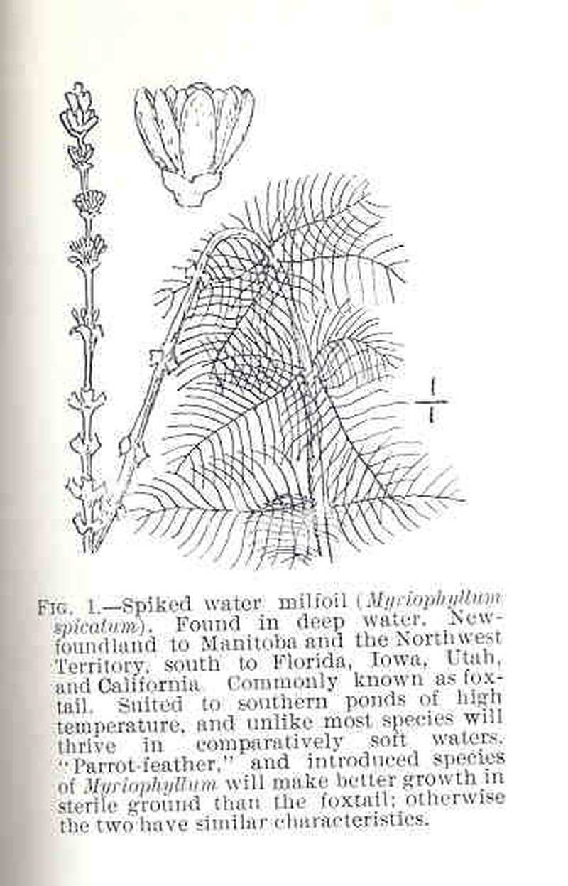 Eurasian Watermilfoil photo 2