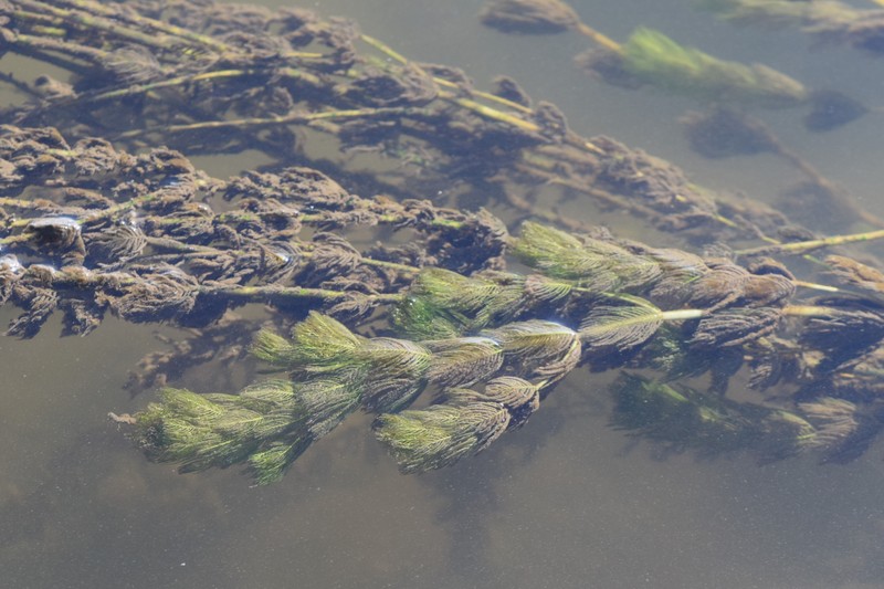 Eurasian Watermilfoil photo 3