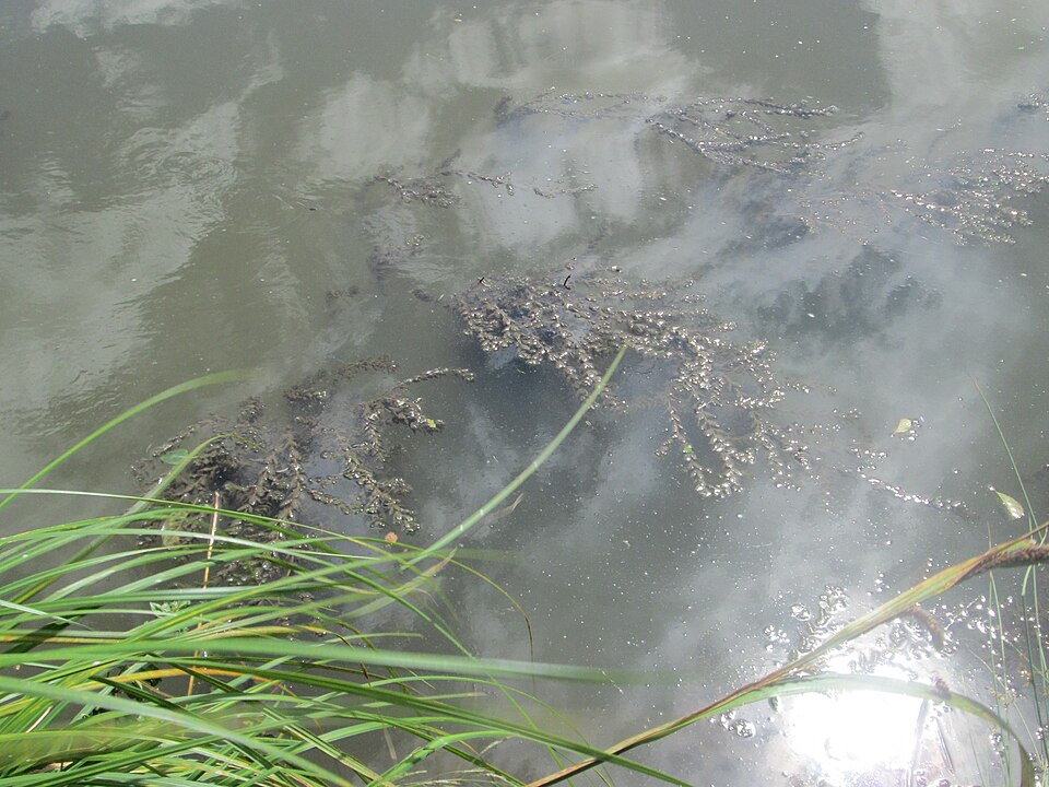 Eurasian Watermilfoil photo 4