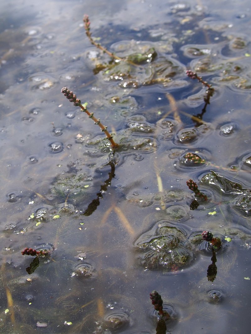 Eurasian Watermilfoil photo 5
