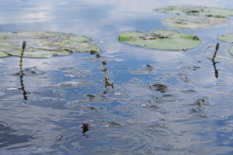 Eurasian Watermilfoil photo 6