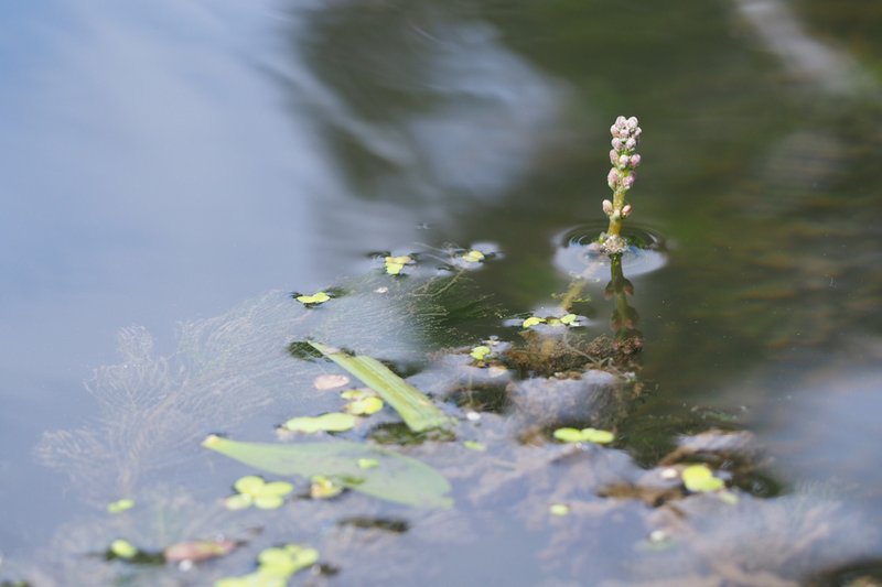 Eurasian Watermilfoil photo 7
