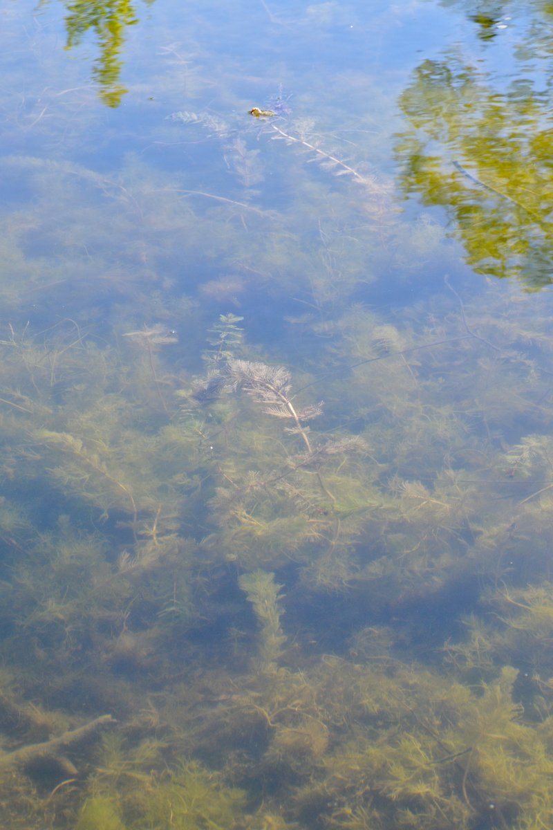 Eurasian Watermilfoil photo 8
