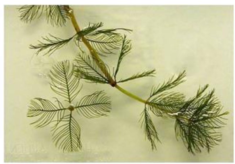 Eurasian Watermilfoil photo 9