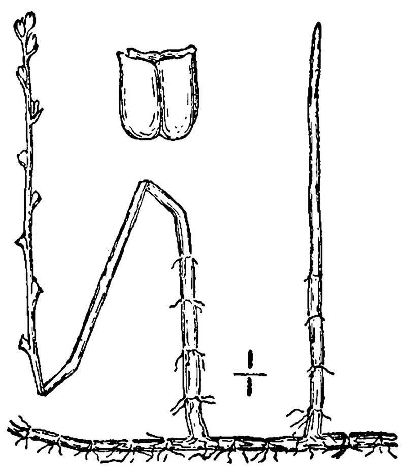 Slender Watermilfoil