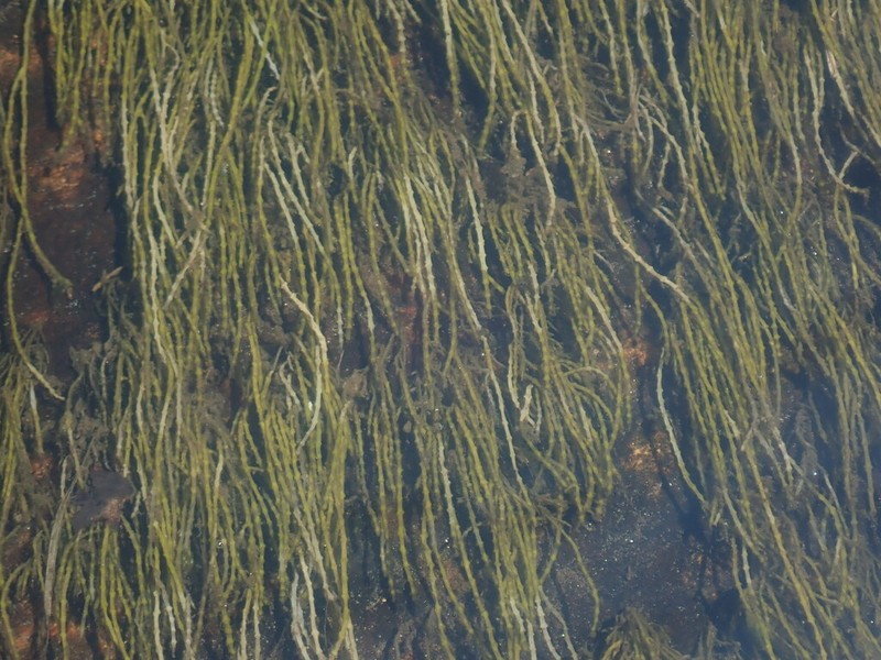 Slender Watermilfoil