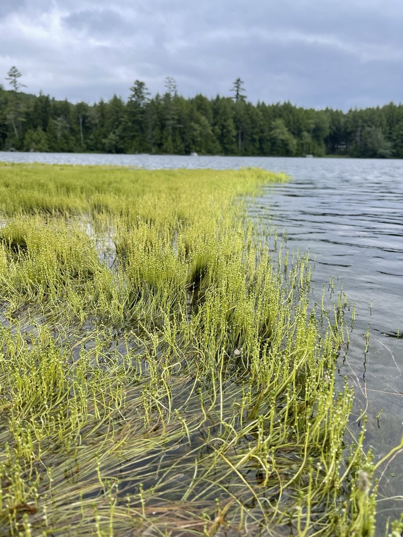 Slender Watermilfoil photo 2
