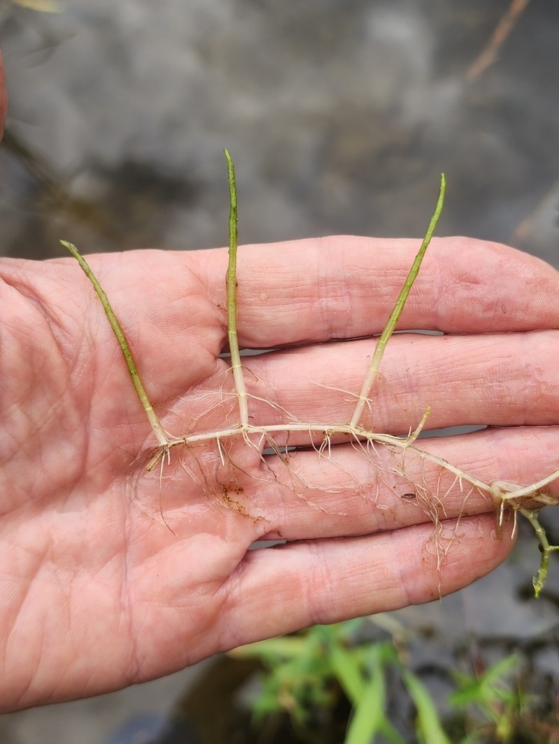 Slender Watermilfoil photo 3