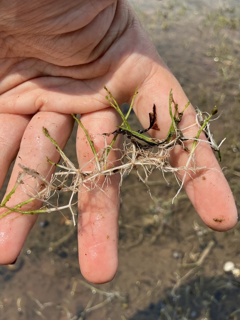 Slender Watermilfoil photo 4