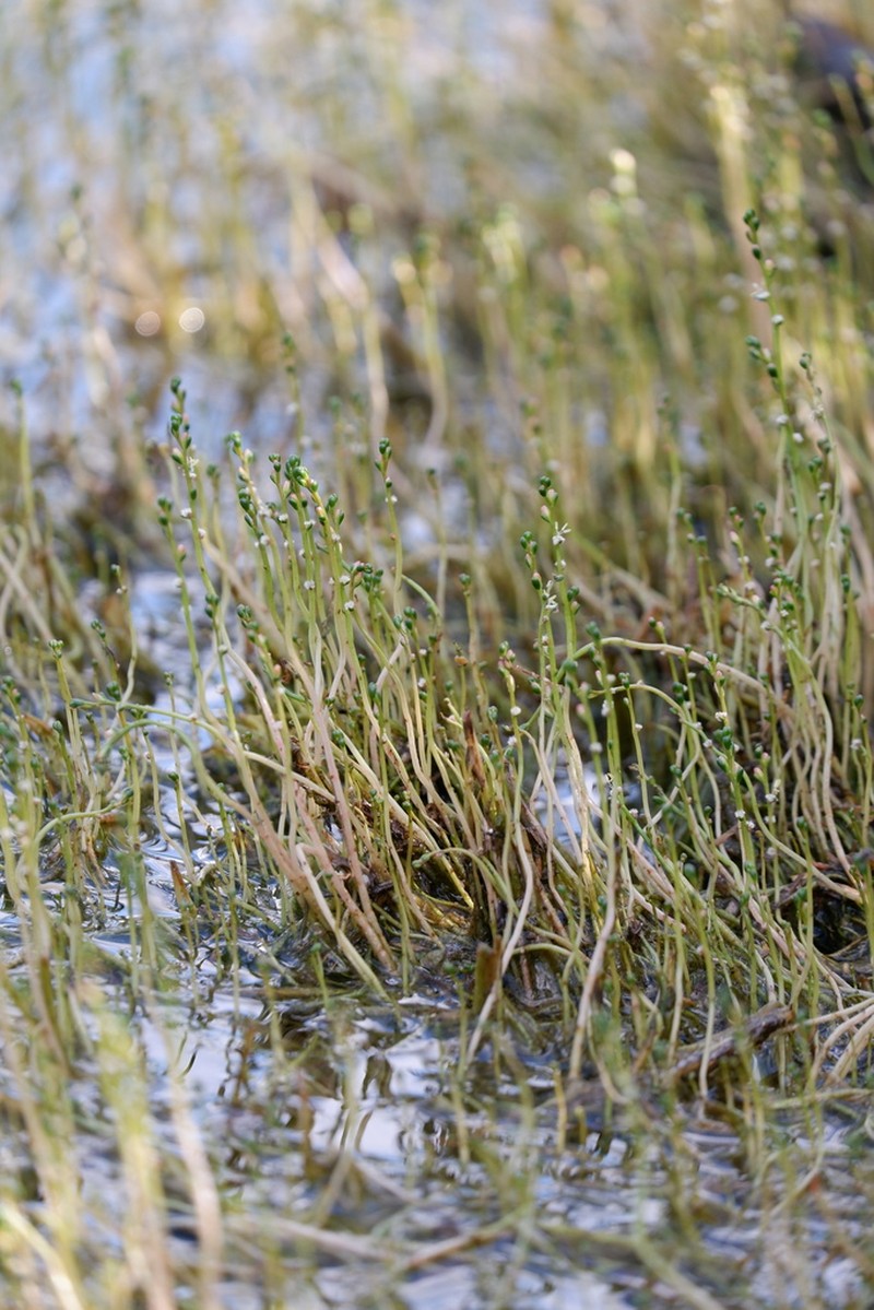 Slender Watermilfoil photo 5
