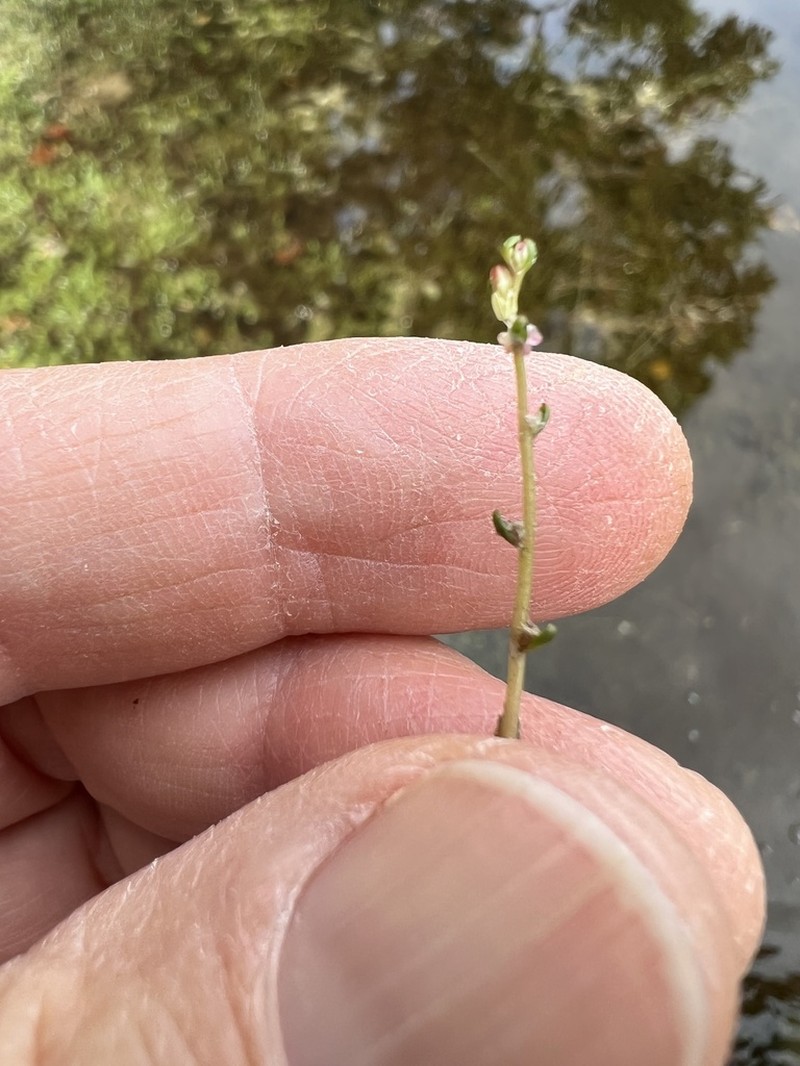 Slender Watermilfoil photo 6