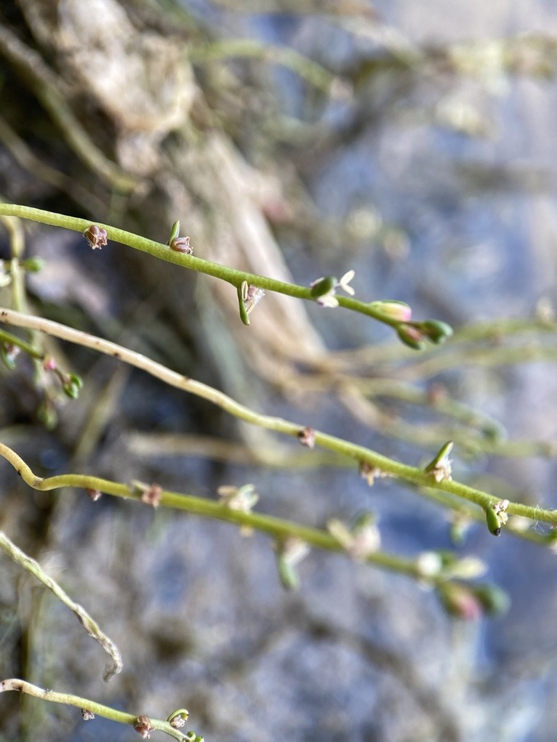 Slender Watermilfoil photo 7