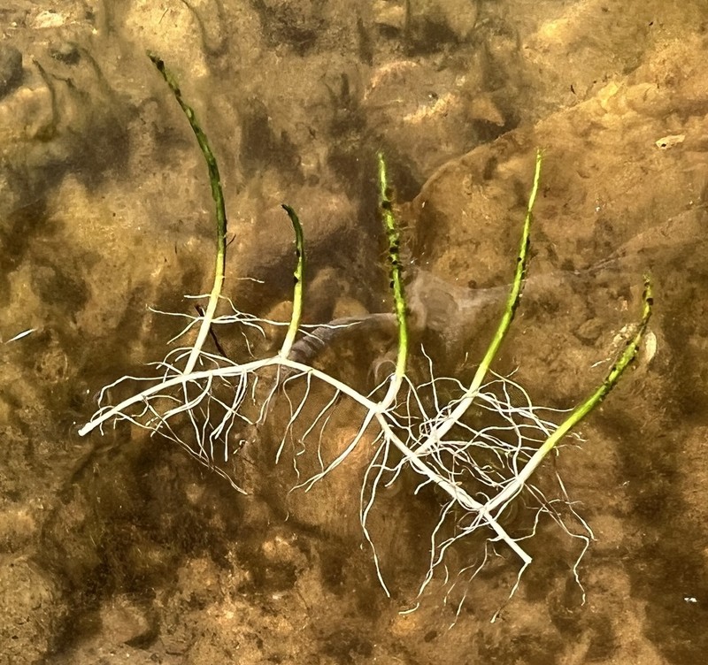 Slender Watermilfoil photo 8