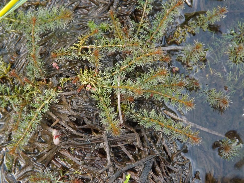 Russian Water-Milfoil