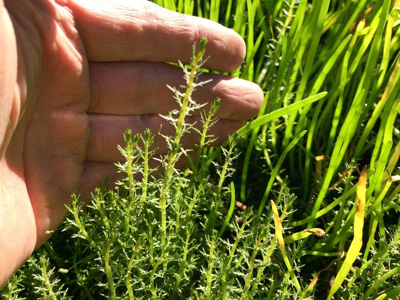 Russian Water-Milfoil photo 2