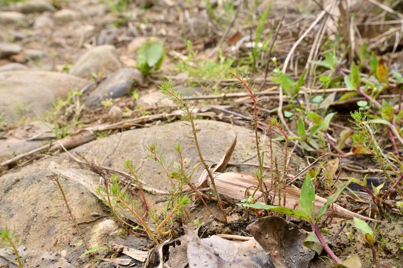 Russian Water-Milfoil photo 3