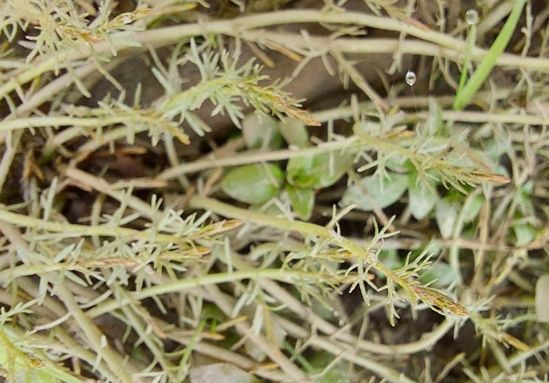 Russian Water-Milfoil photo 4