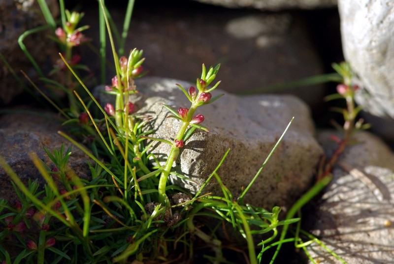 Russian Water-Milfoil photo 5