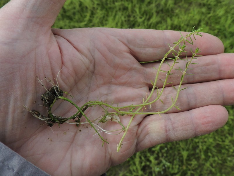 Russian Water-Milfoil photo 6