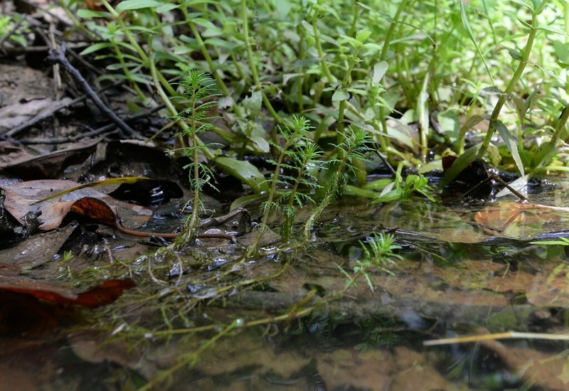 Russian Water-Milfoil photo 7
