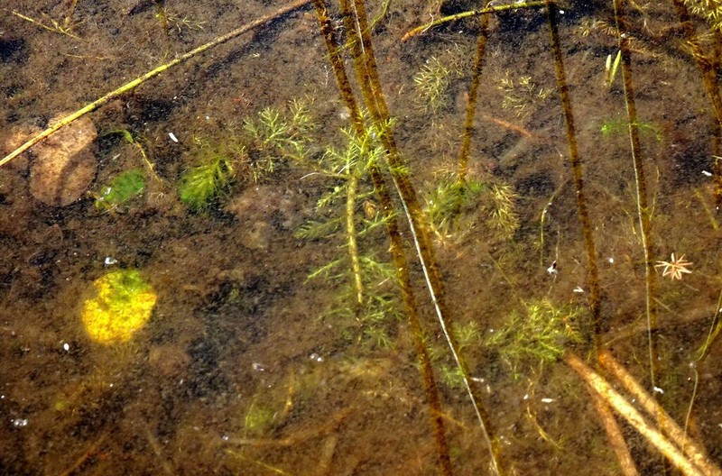 Russian Water-Milfoil photo 8