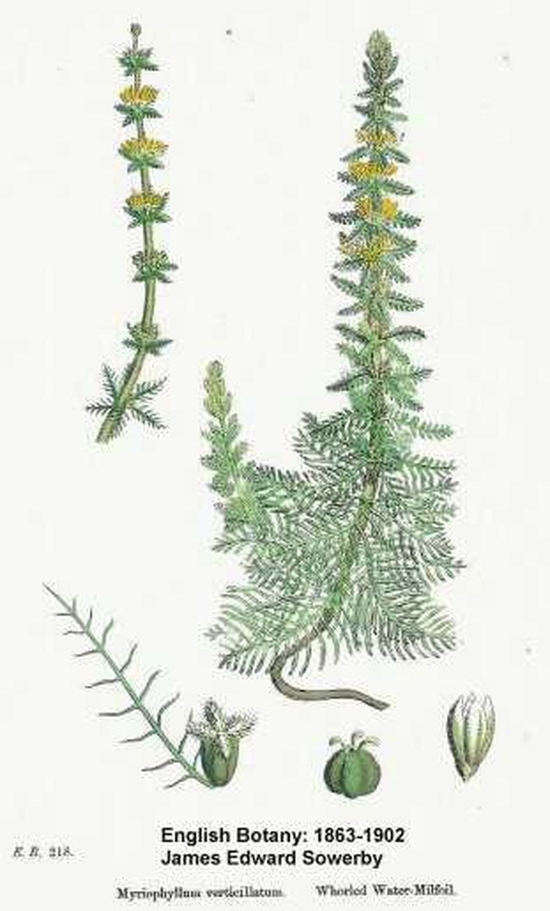 Whorl-Leaf Watermilfoil photo 4
