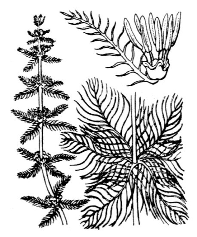 Whorl-Leaf Watermilfoil photo 5