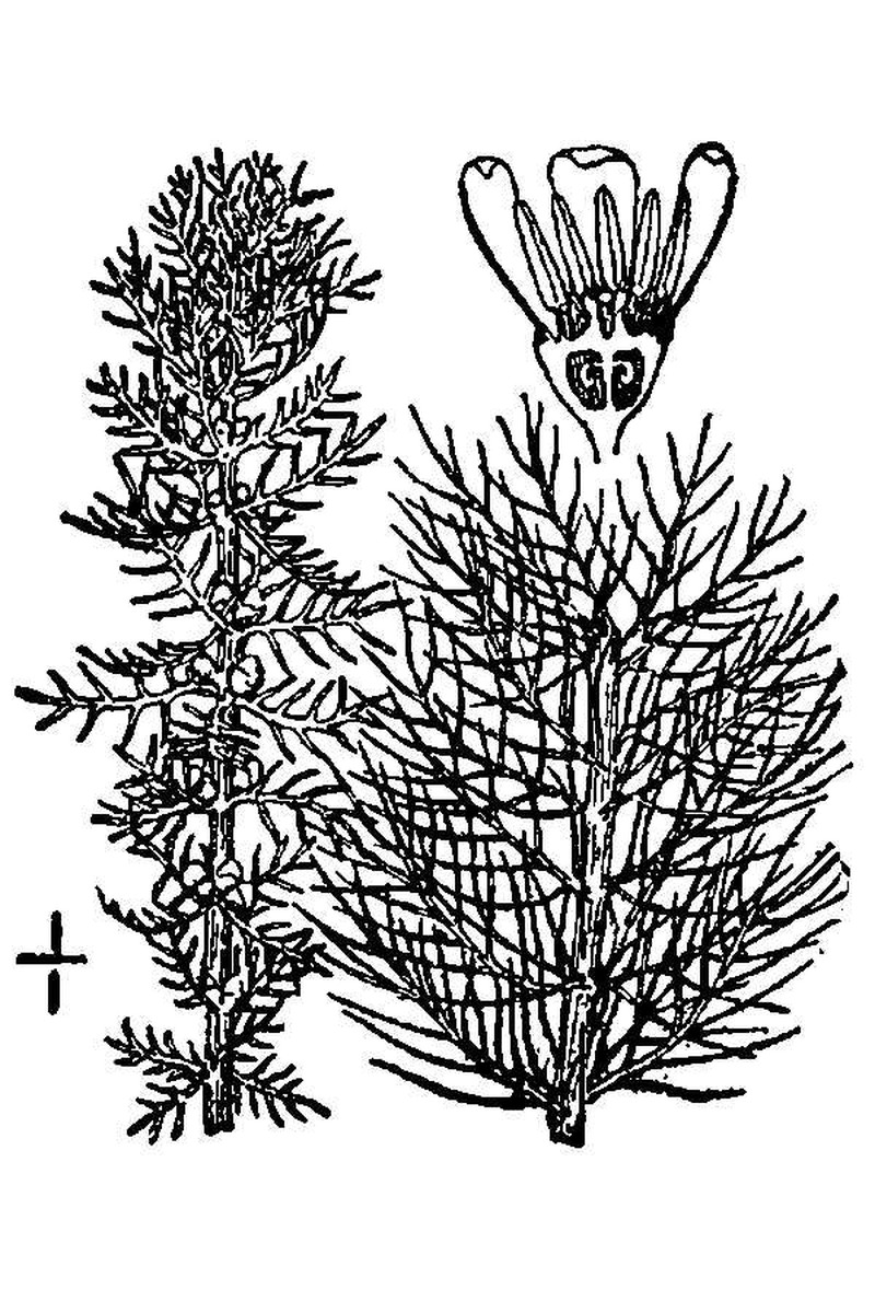 Whorl-Leaf Watermilfoil photo 6