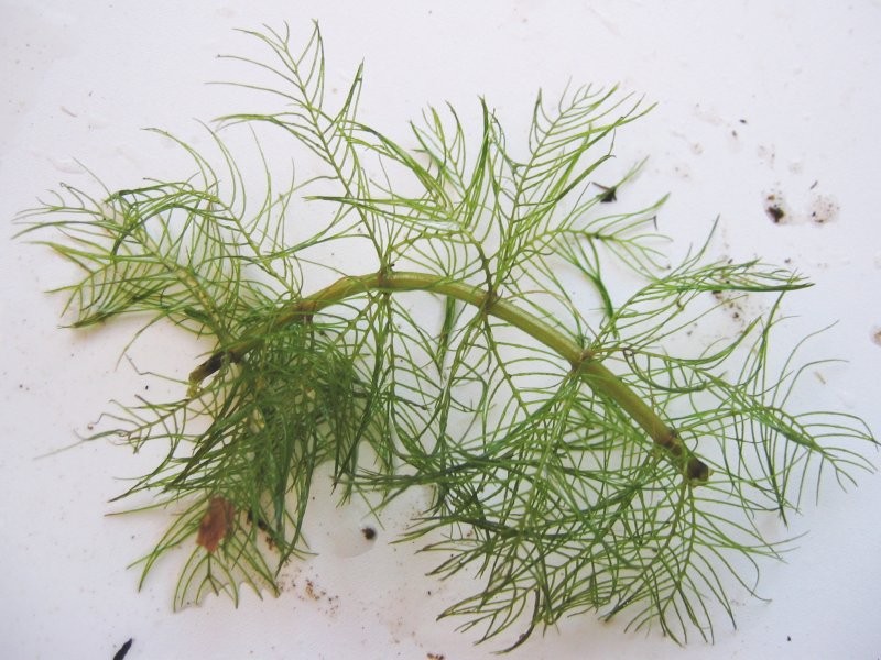 Whorl-Leaf Watermilfoil