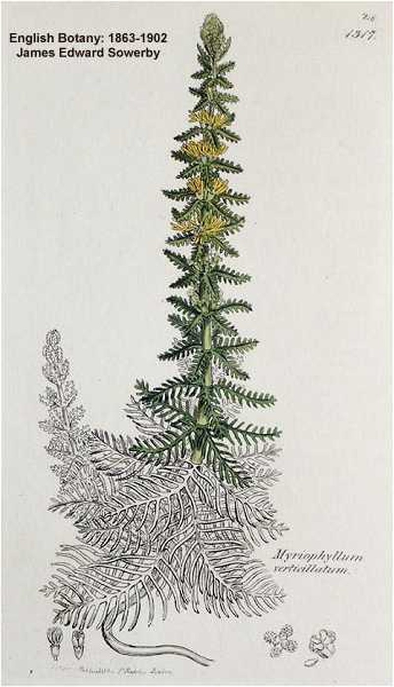 Whorl-Leaf Watermilfoil photo 2