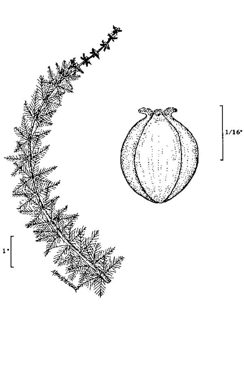Whorl-Leaf Watermilfoil photo 3