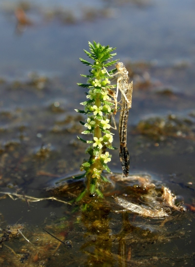 Whorl-Leaf Watermilfoil photo 3