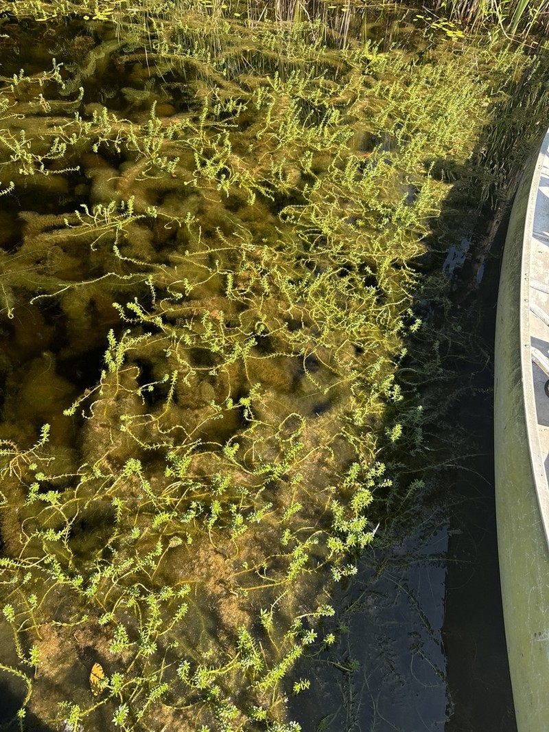 Whorl-Leaf Watermilfoil photo 4