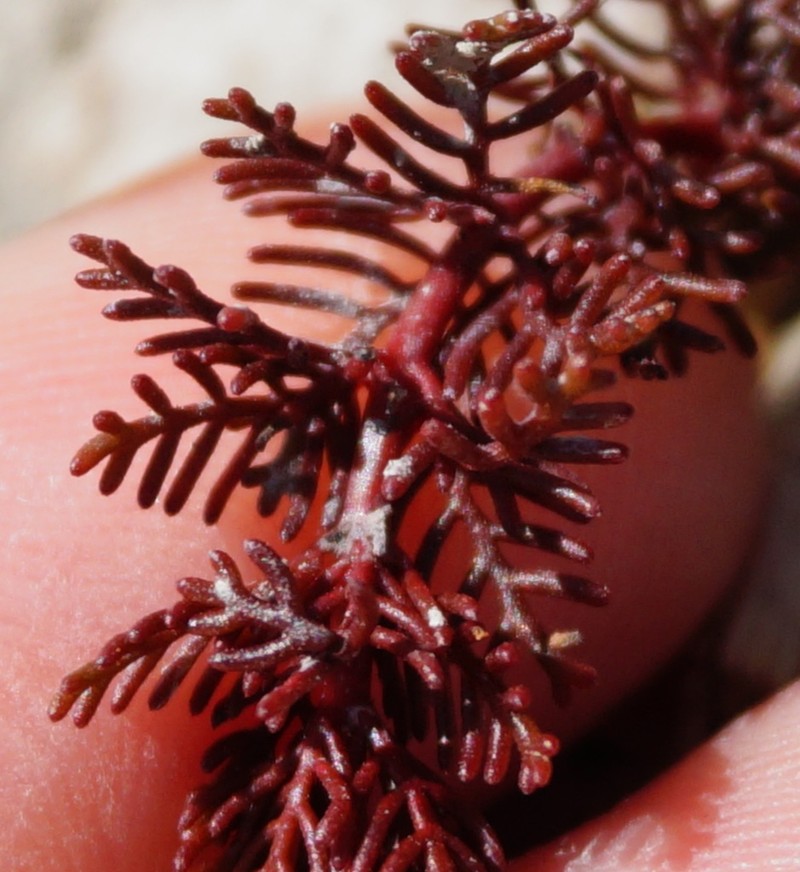 Whorl-Leaf Watermilfoil photo 5