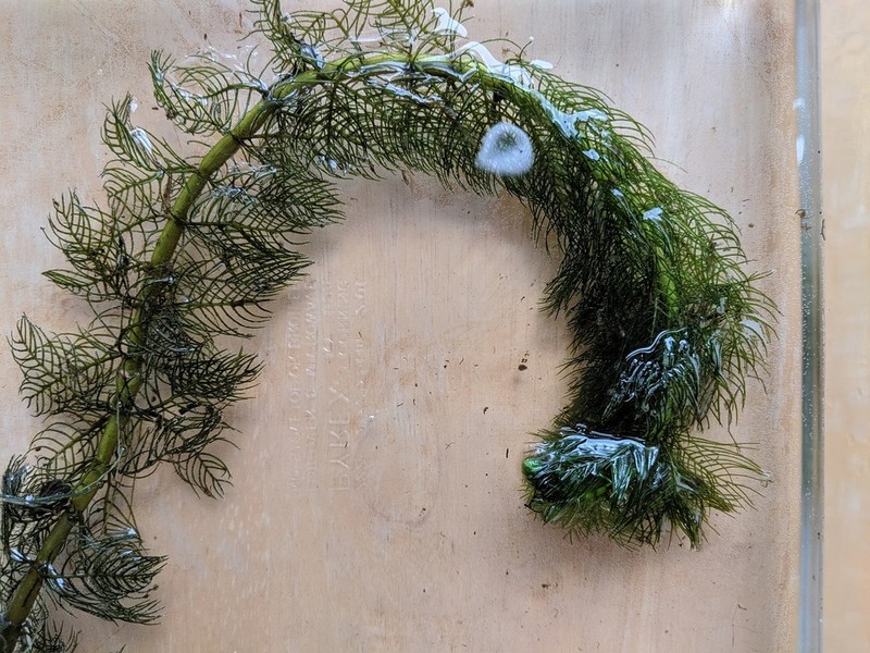 Whorl-Leaf Watermilfoil photo 6