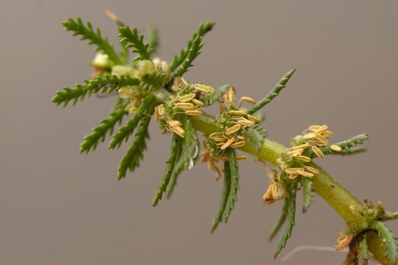Whorl-Leaf Watermilfoil photo 7
