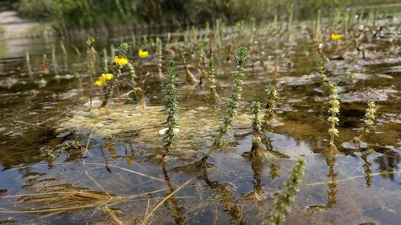 Whorl-Leaf Watermilfoil photo 8