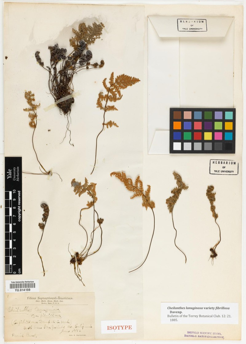 Lipfern