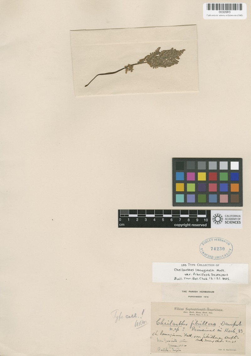 Lipfern photo 2