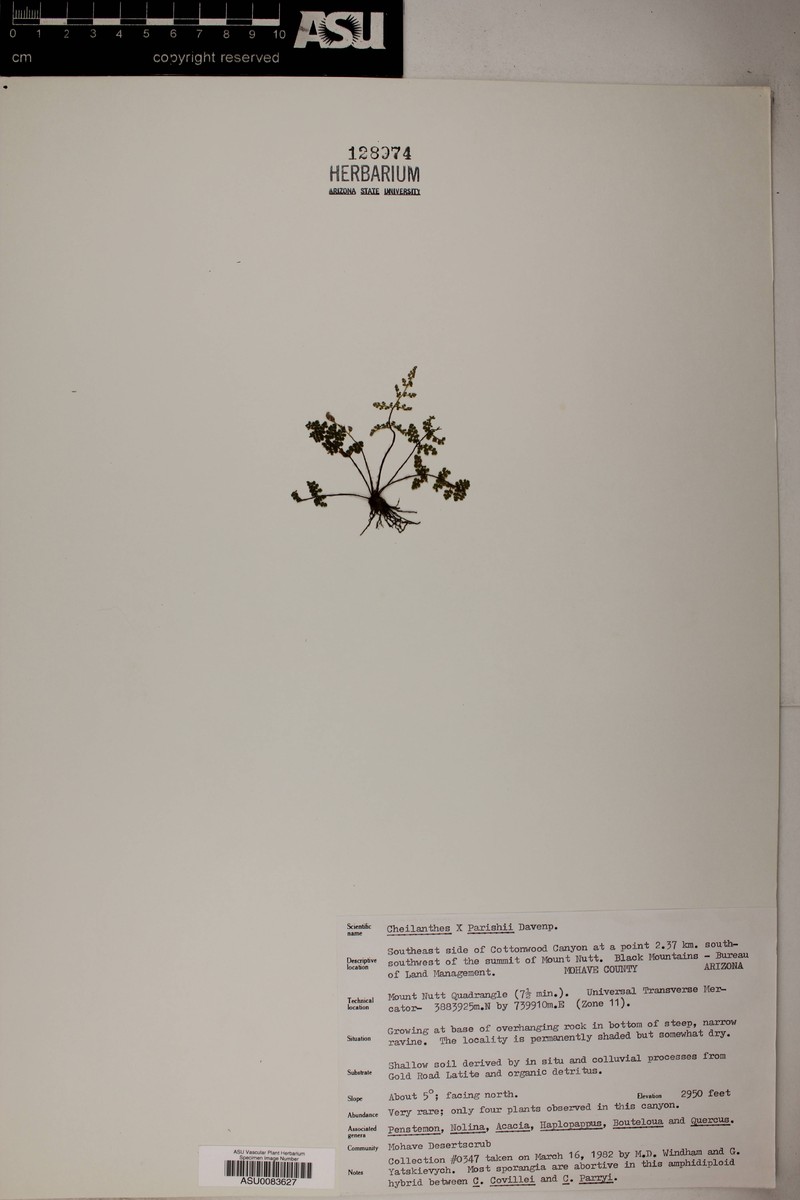Parish Lipfern