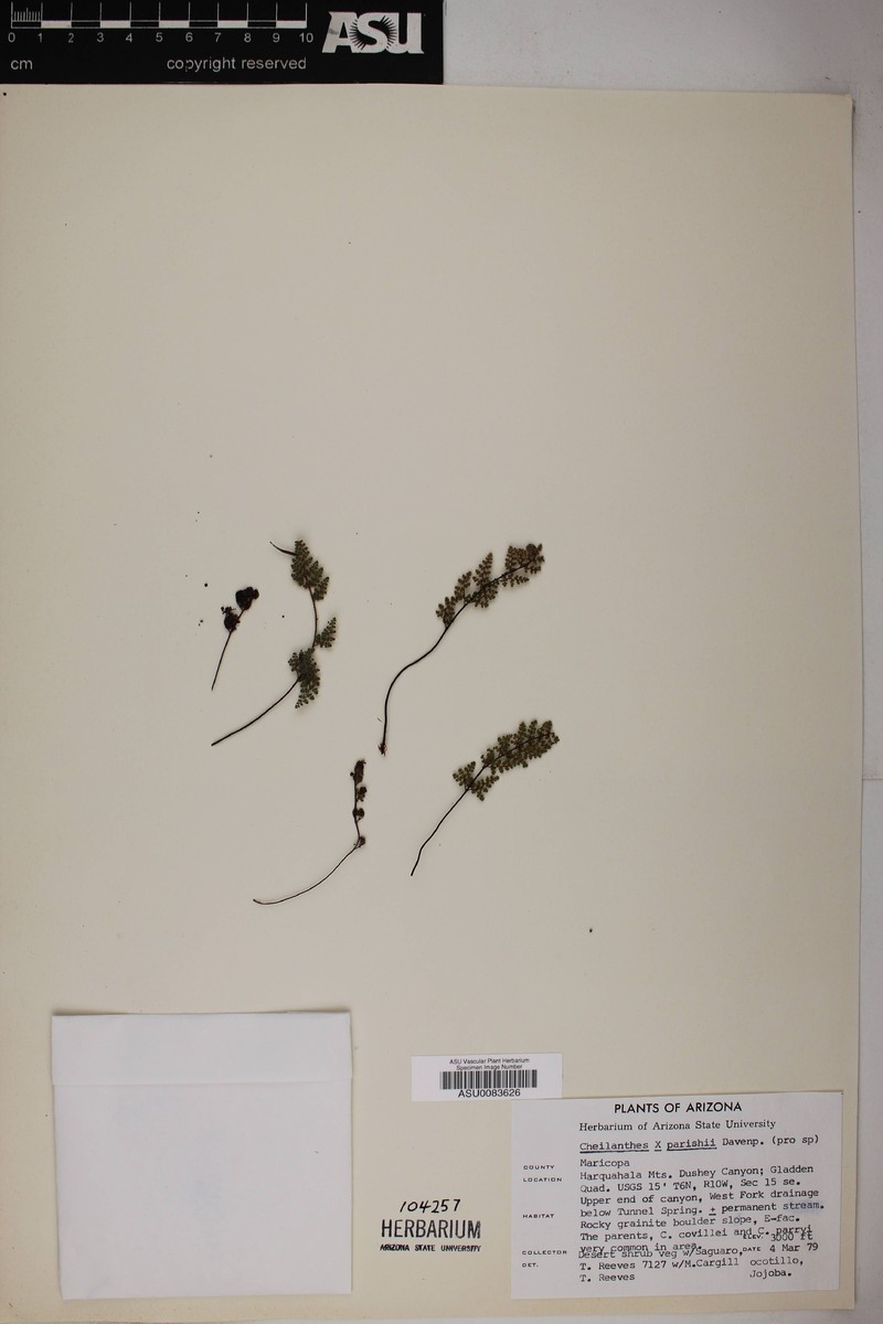 Parish Lipfern photo 2