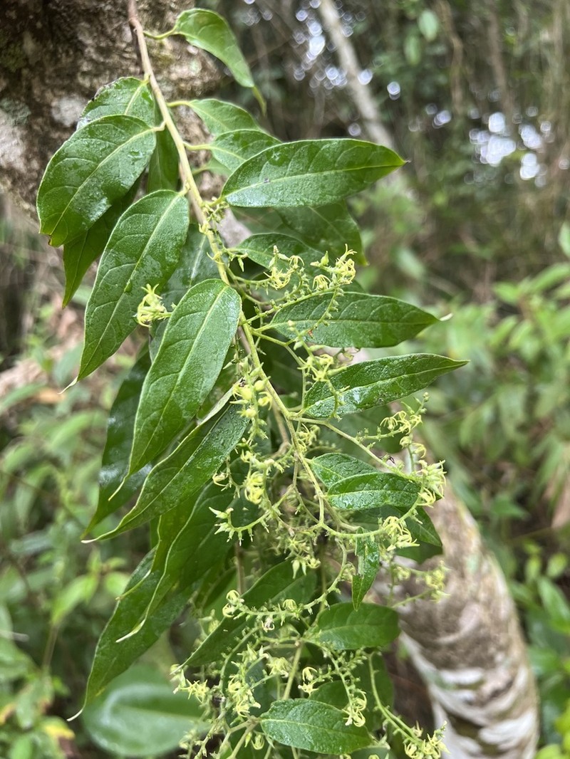 Myriopus breviflorus