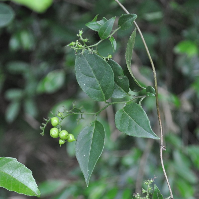 Myriopus breviflorus photo 2