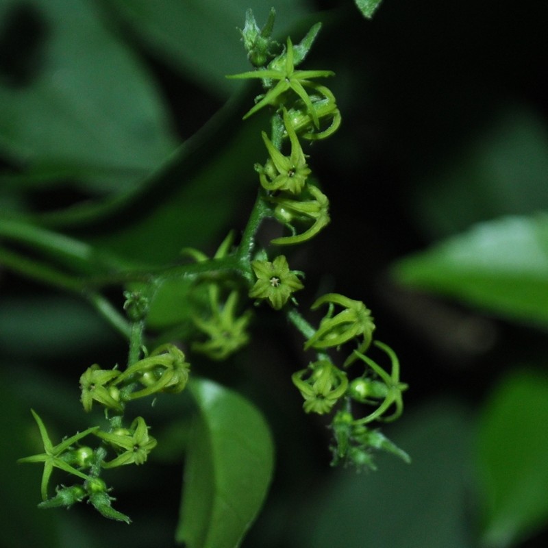 Myriopus breviflorus photo 5