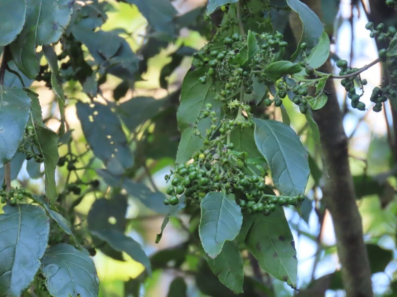 Myriopus breviflorus photo 6