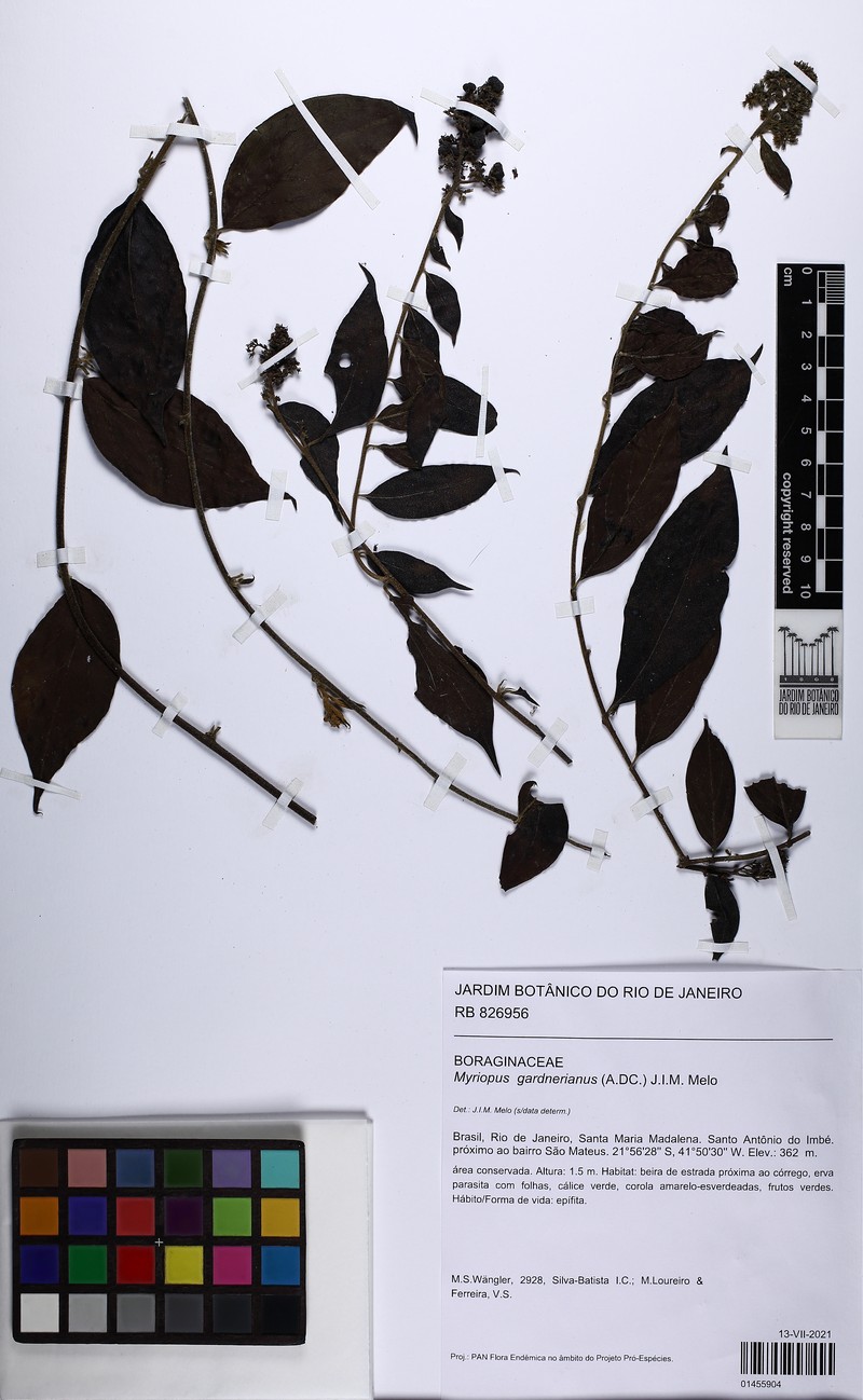 Myriopus gardneri