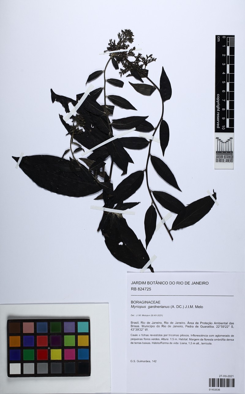 Myriopus gardneri photo 2