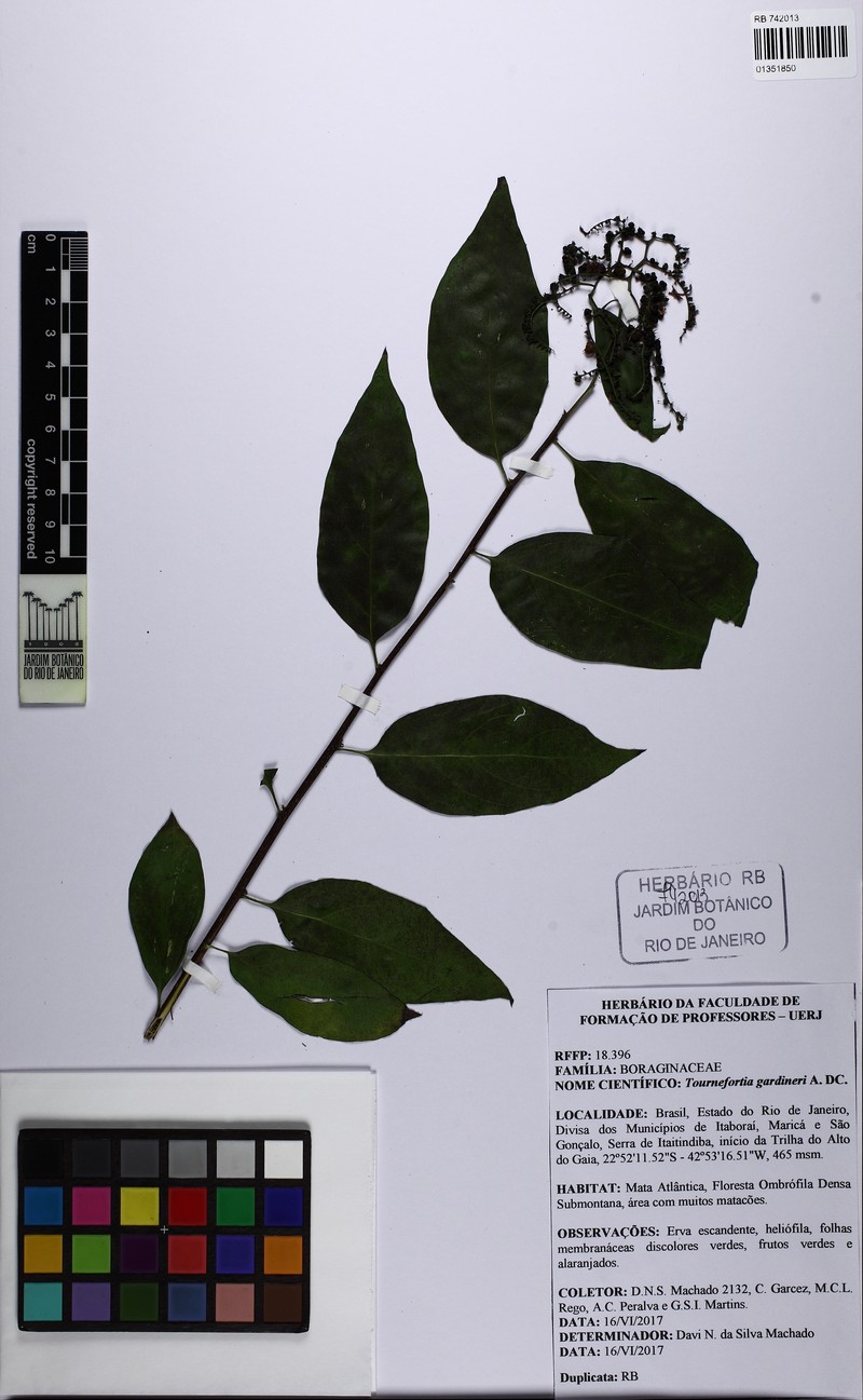 Myriopus gardneri photo 3